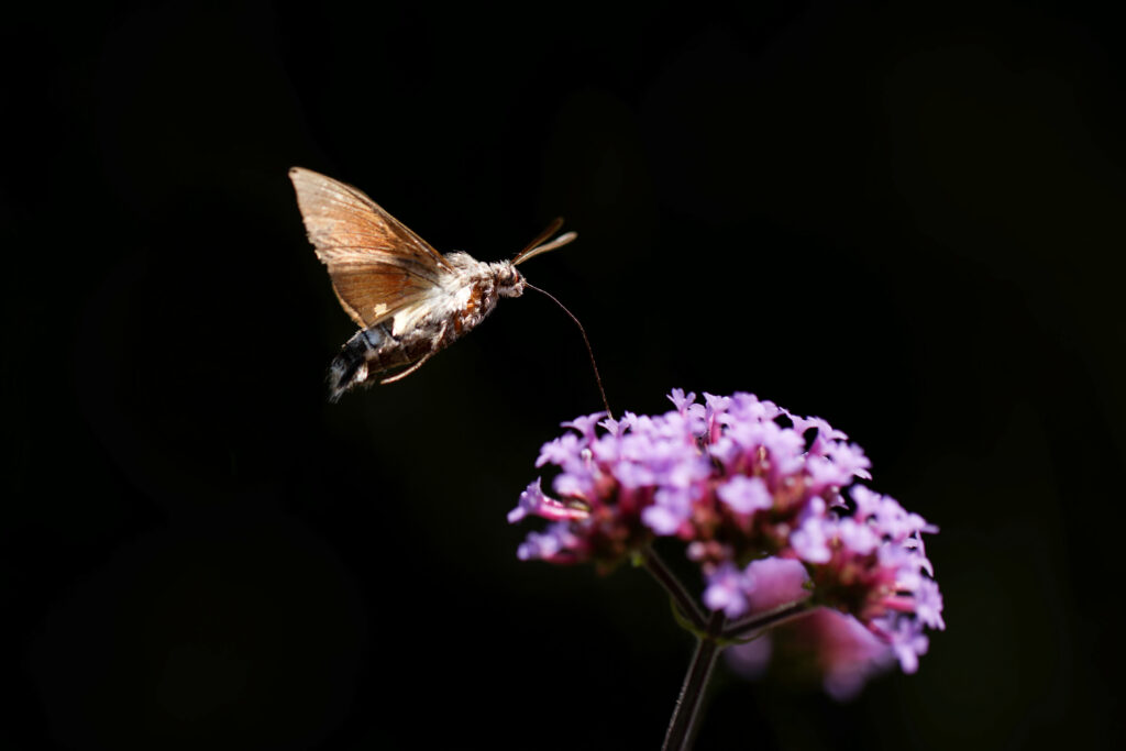DNG_28549840896_preview